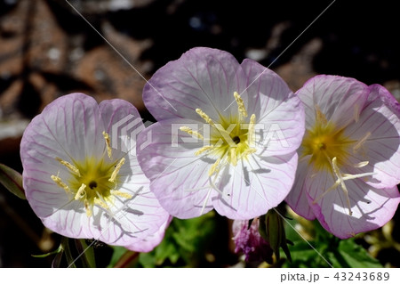 三鷹中原に咲くヒルザキツキミソウ 43243689