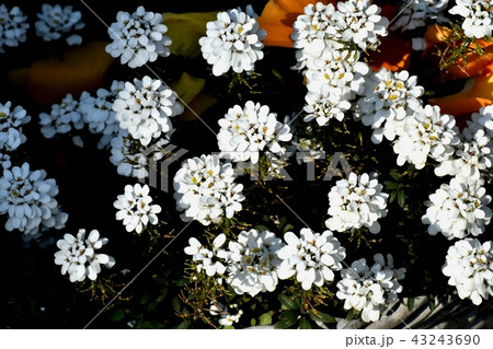 三鷹中原に咲いたイベリス 43243690