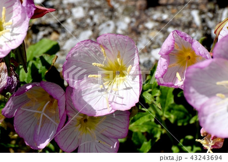 三鷹中原に咲くヒルザキツキミソウ 43243694