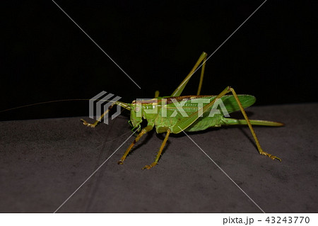 ヤブキリ(♀) 43243770