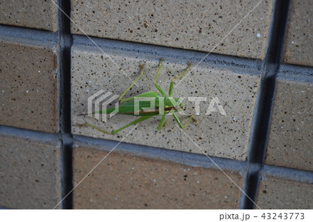 キリギリス キリギリス 43243773