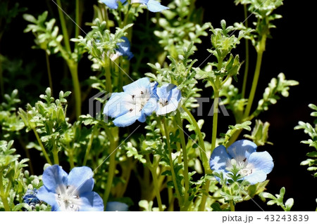 三鷹中原に咲く青いネモフィラ 三鷹中原に咲く青いネモフィラ 43243839