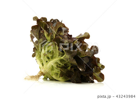Oak leaf lettuce on a white Oak leaf lettuce on a white 43243984