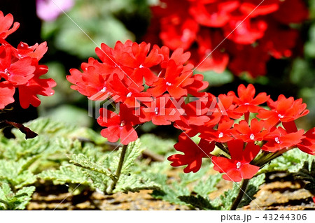 三鷹中原に咲く赤いバーベナ 43244306