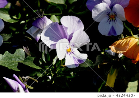 三鷹中原に咲く薄紫色のビオラ（パンジー） 43244307