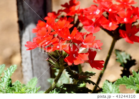 三鷹中原に咲く赤いバーベナ 三鷹中原に咲く赤いバーベナ 43244310