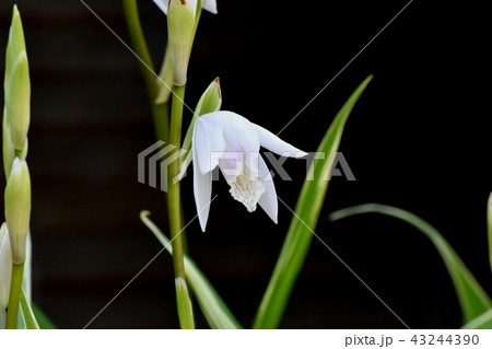 三鷹中原に咲く白いシラン（紫蘭）. 43244390