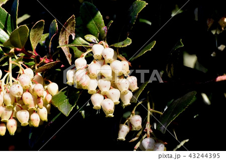 三鷹中原に咲くイチゴノキの花 三鷹中原に咲くイチゴノキの花 43244395