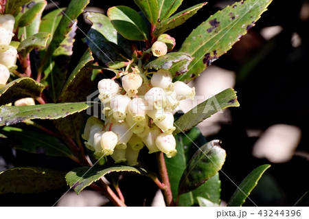 三鷹中原に咲くイチゴノキの花 三鷹中原に咲くイチゴノキの花 43244396
