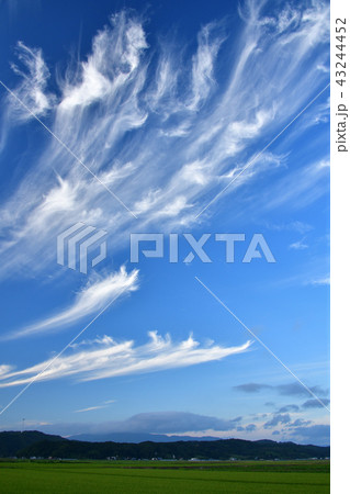 北海道江差町で夕方の青空に舞うようなすじ雲の風景を撮影 43244452