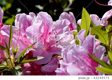 三鷹中原に咲くヒラドツツジ 43244573