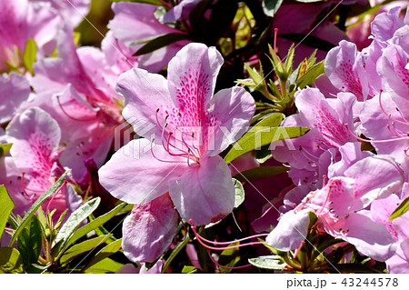 三鷹中原に咲くヒラドツツジ 三鷹中原に咲くヒラドツツジ 43244578