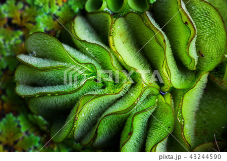 The pattern of aquatic plants The pattern of aquatic plants 43244590