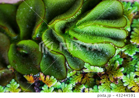 The pattern of aquatic plants The pattern of aquatic plants 43244591