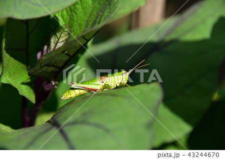 北海道乙部町で茄子畑の茄子の葉っぱに止まっているバッタを撮影 43244670