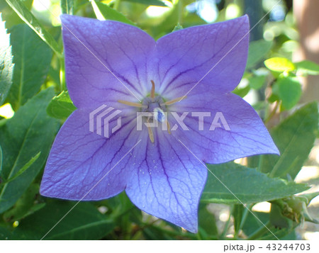 キキョウの花 キキョウの花 43244703