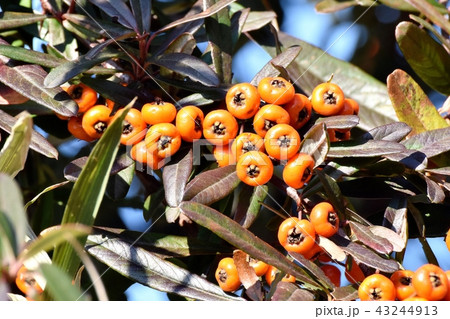 三鷹中原になるピラカンサ（タチバナモドキ） 43244913