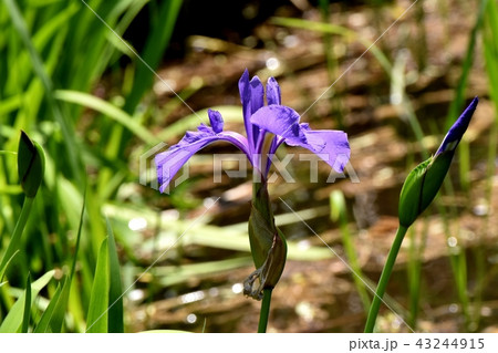 三鷹仙川隣接公園に咲くハナショウブ 三鷹仙川隣接公園に咲くハナショウブ 43244915