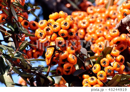 三鷹中原になるピラカンサ（タチバナモドキ） 43244919