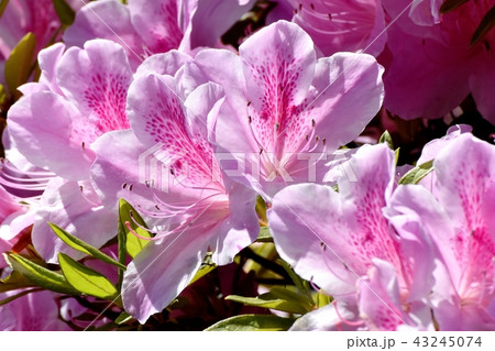 三鷹中原に咲くヒラドツツジ 43245074