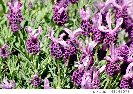 三鷹中原に咲くフレンチラベンダー 43245078