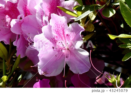 三鷹中原に咲くヒラドツツジ 三鷹中原に咲くヒラドツツジ 43245079