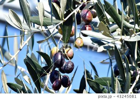 三鷹中原になるオリーブの実 43245081