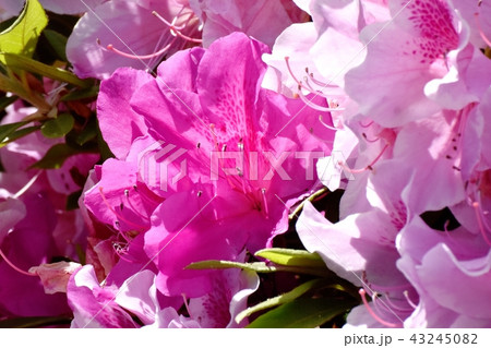 三鷹中原に咲くヒラドツツジ 43245082