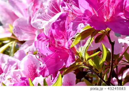 三鷹中原に咲くヒラドツツジ 43245083