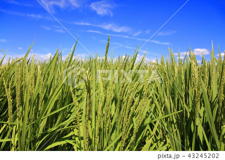 8月の田んぼ　緑の稲と青い空 43245202