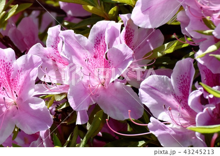 三鷹中原に咲くヒラドツツジ 三鷹中原に咲くヒラドツツジ 43245213