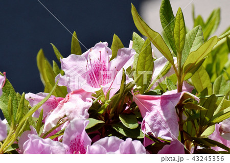 三鷹中原に咲くヒラドツツジ 三鷹中原に咲くヒラドツツジ 43245356