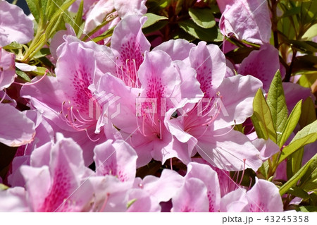 三鷹中原に咲くヒラドツツジ 43245358