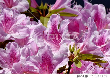 三鷹中原に咲くヒラドツツジ 43245479