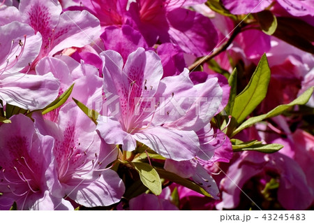 三鷹中原に咲くヒラドツツジ 43245483