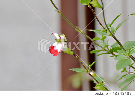 三鷹中原に咲くサルビアミクロフィラ 43245485