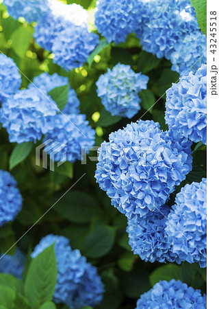 日陰に咲くアジサイの写真素材