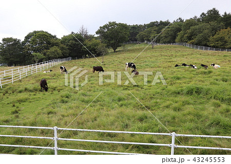 栃木県の夏イメージ(前日光牧場) 栃木県の夏イメージ(前日光牧場) 43245553