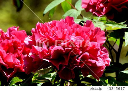 三鷹中原に咲く赤いボタン 三鷹中原に咲く赤いボタン 43245617