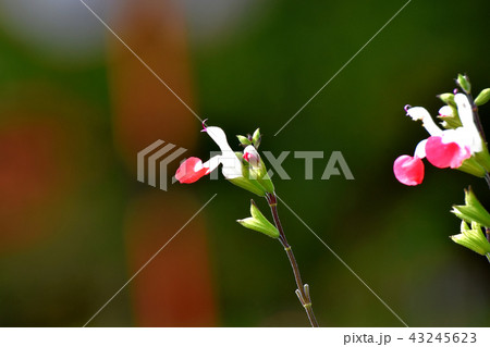 三鷹中原に咲くサルビアミクロフィラ 三鷹中原に咲くサルビアミクロフィラ 43245623