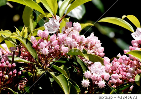 三鷹中原に咲くカルミア（アメリカシャクナゲ） 43245673