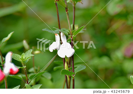 三鷹中原に咲くサルビアミクロフィラ 43245679