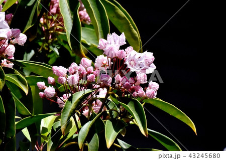 三鷹中原に咲くカルミア(アメリカシャクナゲ) 三鷹中原に咲くカルミア(アメリカシャクナゲ) 43245680