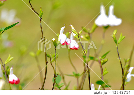 三鷹中原に咲くサルビアミクロフィラ 三鷹中原に咲くサルビアミクロフィラ 43245714
