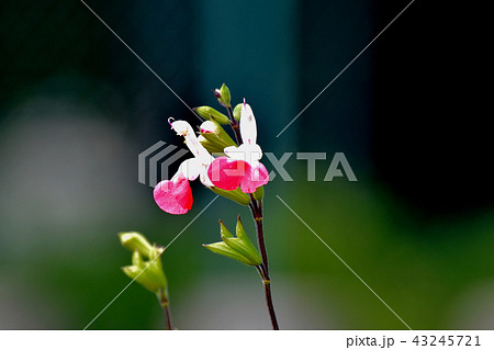 三鷹中原に咲くサルビアミクロフィラ 三鷹中原に咲くサルビアミクロフィラ 43245721