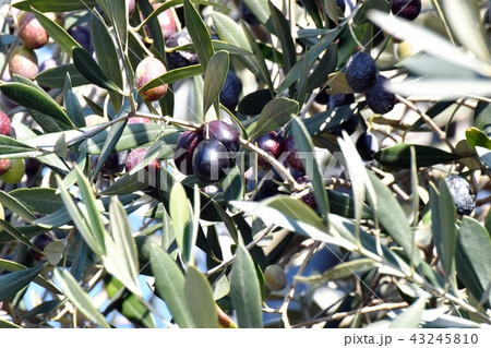 三鷹中原になるオリーブの実 三鷹中原になるオリーブの実 43245810