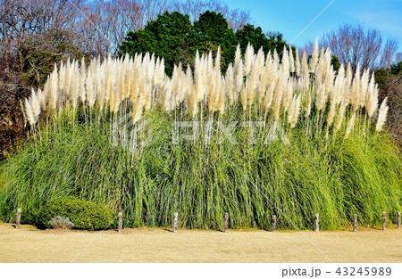 調布の植物園に咲くパンパスグラス 43245989