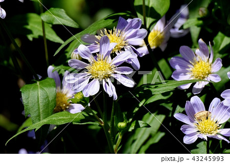 三鷹中原に咲く薄紫色のノコンギク 43245993