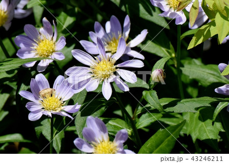 三鷹中原に咲く薄紫色のノコンギク 43246211