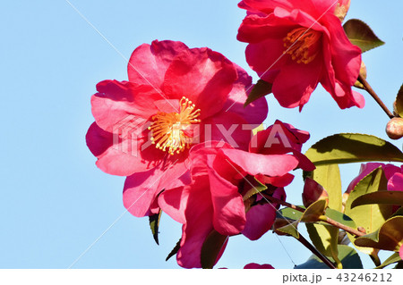 三鷹中原に咲く赤いカンツバキ（ヤブツバキ） 43246212